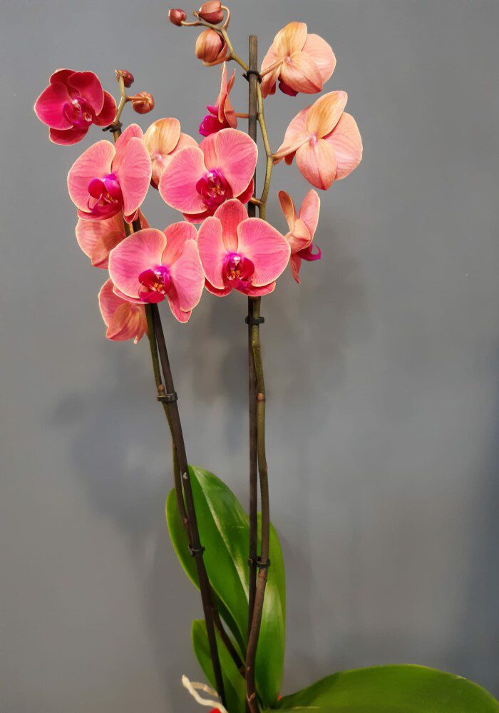 Avenue Des Fleurs Fleuriste Phala 15 16