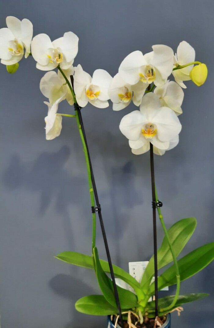 Avenue Des Fleurs Fleuriste Phala 17 18