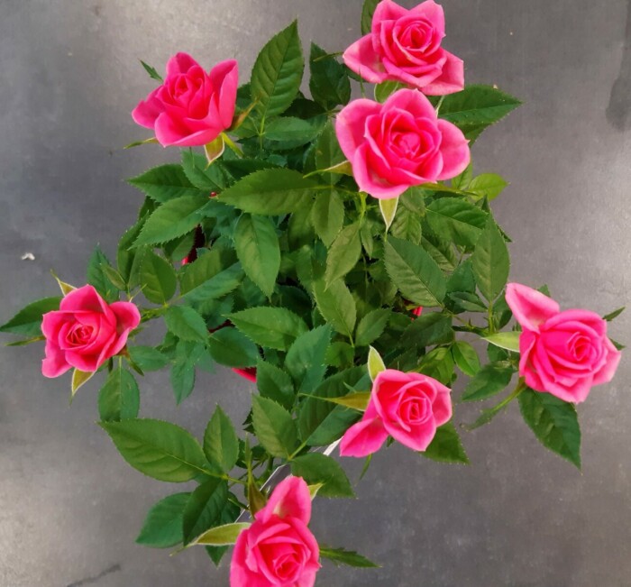Avenue Des Fleurs Fleuriste Rosier 24 25 26 27 28 29 30 31 32