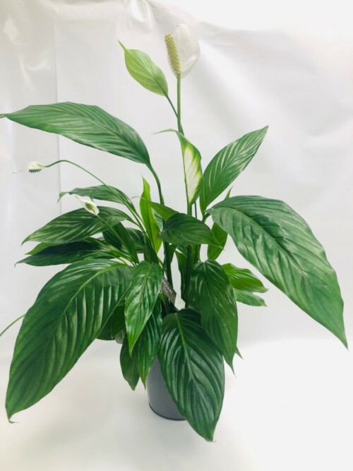 Avenue Des Fleurs Fleuriste Spathiphyllum