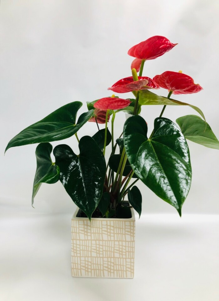 Avenue Des Fleurs Fleuriste De Nouvelles Villes Anthurium Rouge P12