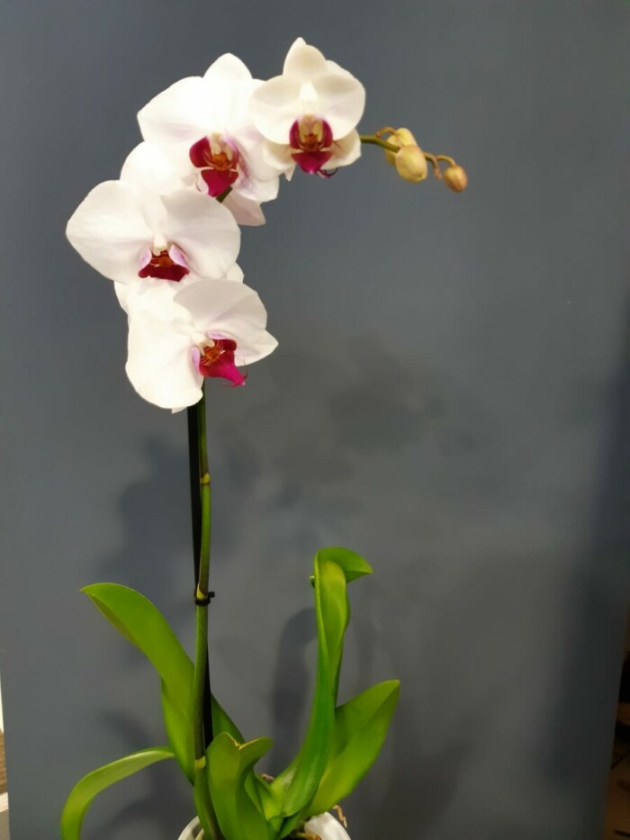 Avenue Des Fleurs Fleuriste De Nouvelles Villes Phalaenopsis 11 12 13 14