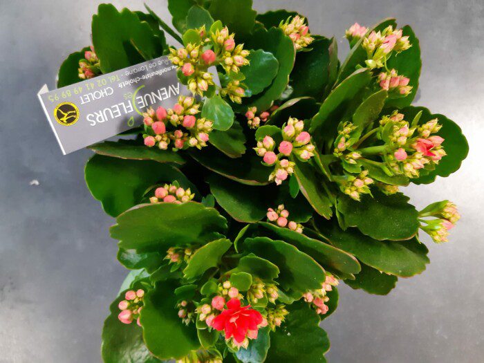 Avenue Des Fleurs Fleuriste De Nouvelles Villes Kalanchoe 19 20 21 22 23