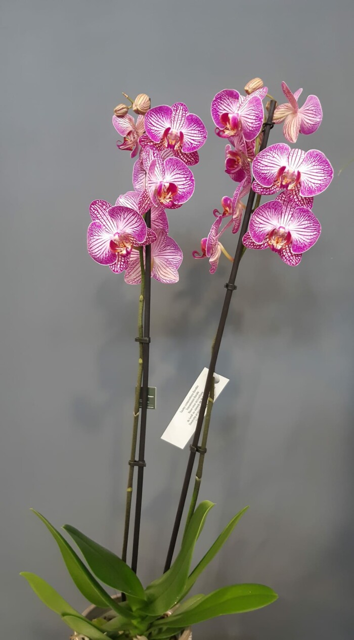 Avenue Des Fleurs Fleuriste De Nouvelles Villes Phalaenopsis 15 16